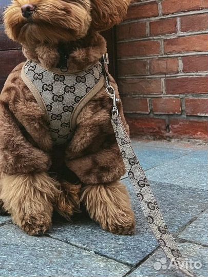 Брендовая шлейка для собак Gucci, Burberry+поводок