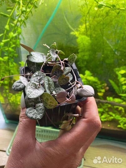 Церопегия вуда