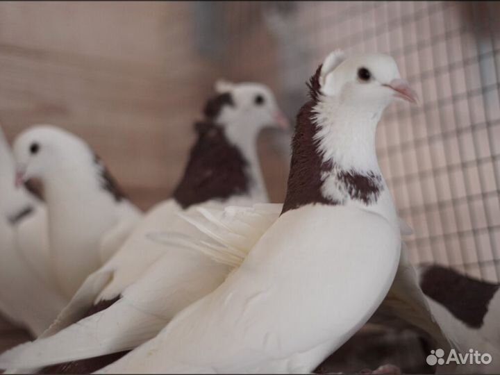 Бойные голуби Армянские