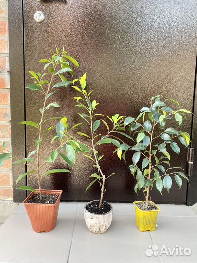 Бенджамина фикус