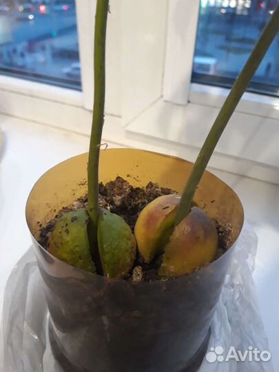 Саженцы авокадо