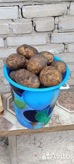 Продам картофель