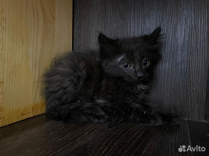 Черный котенок девочка 1,5 месяца