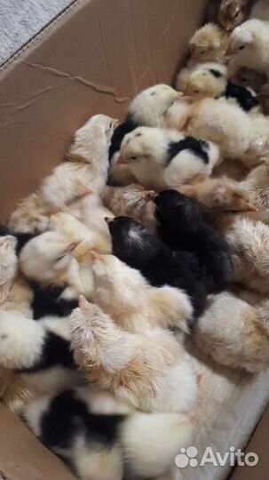 Цыплята суточные домашние
