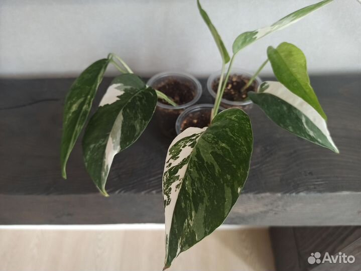 Комнатные растения