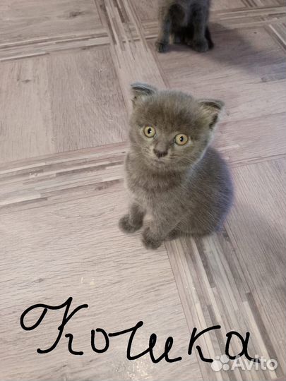 Шотландская