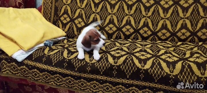 Щенок бигля