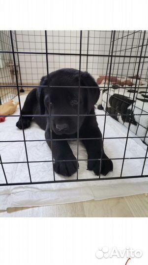 Вольер для собак в квартиру