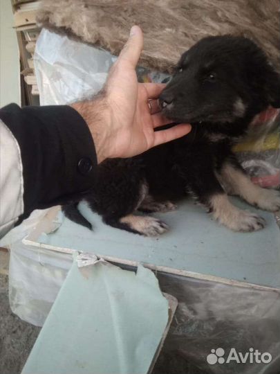 Щенок девочка в добрые руки