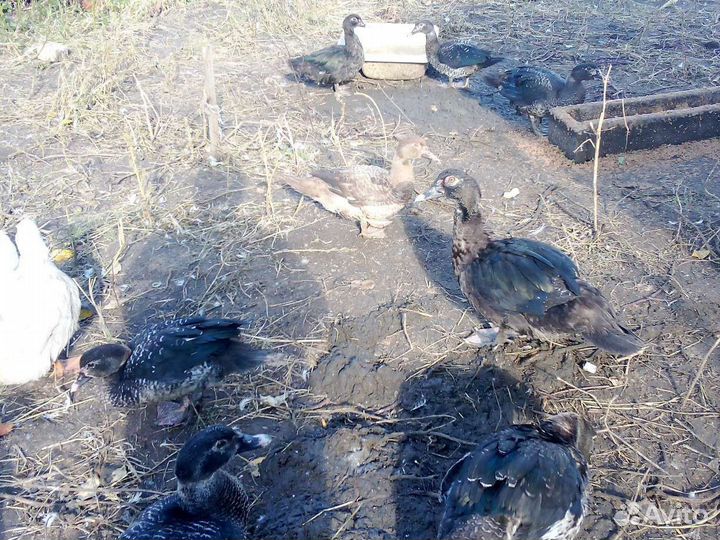 Поросята русские белые