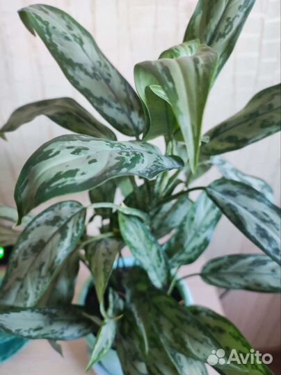 Аглаонема, фикус, фиалка и др