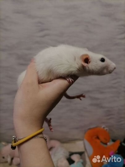 Крыса дамбо хаски