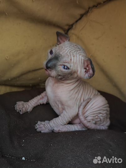 Канадский сфинкс котенок