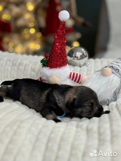 Цвергшнауцер щенки перец с солью