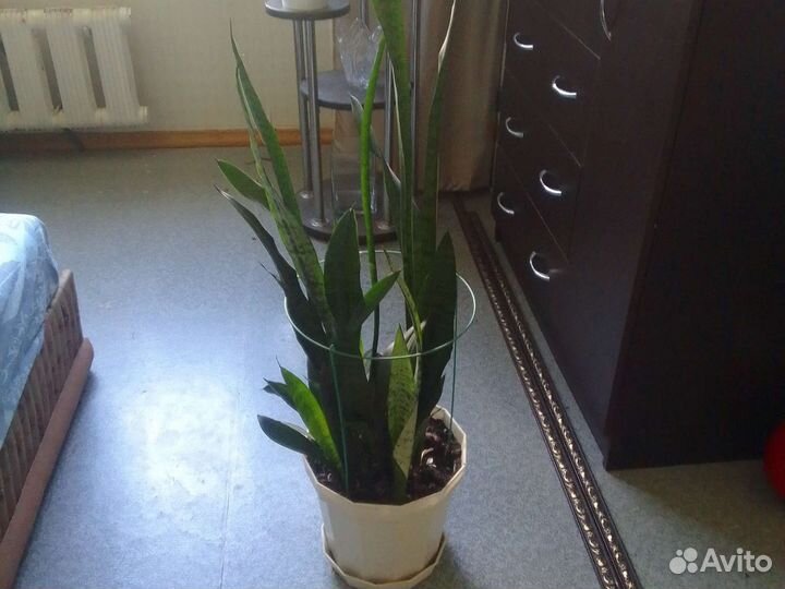 Сансевиерия