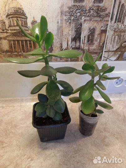 Денежное дерево