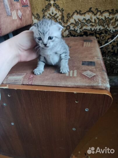 Кошки вислоухие