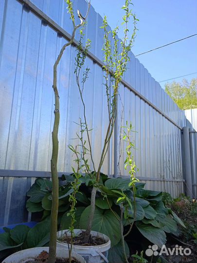 Ива извилистая Свердловская