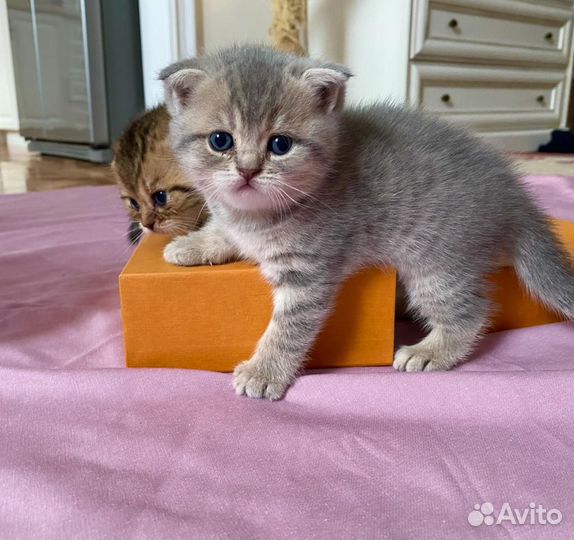 Кот для вязки