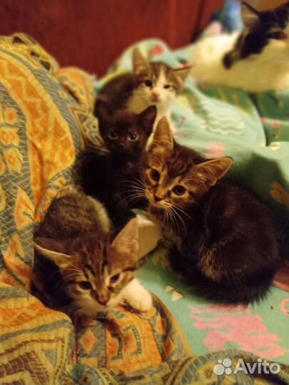 Котята, 1.5 мес