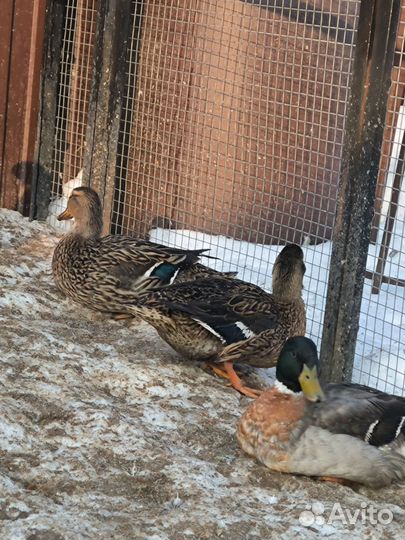 Подсадные утки