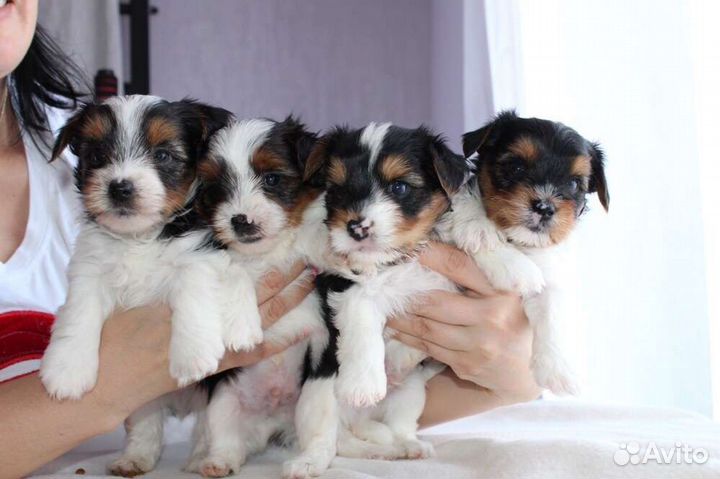 Девочки красавицы