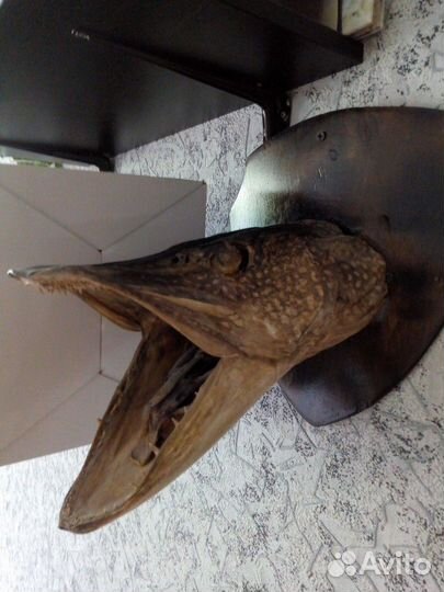 Чучело щуки