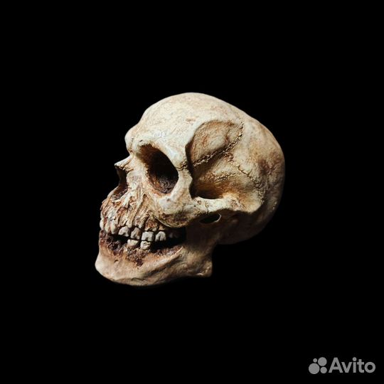 Череп декоративный