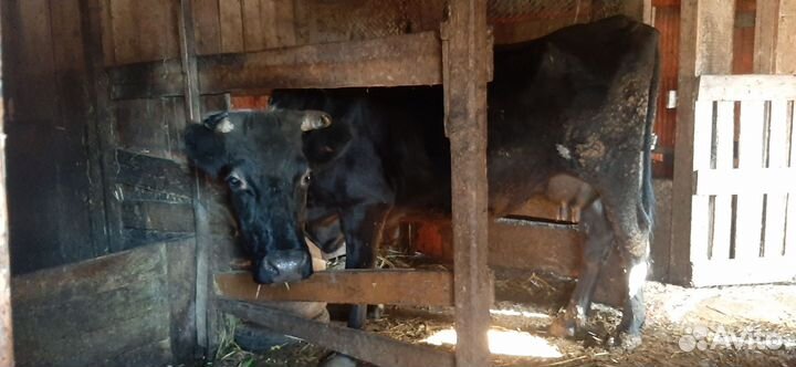 Продаётся корова