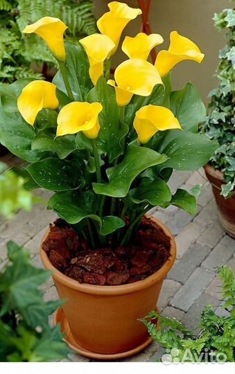 Калла жёлтая