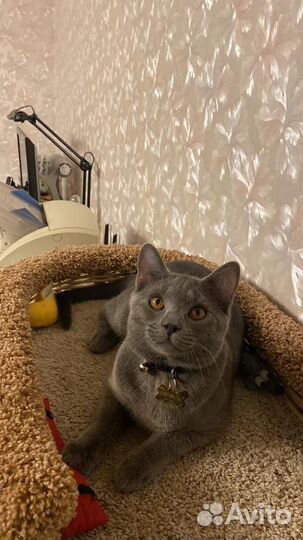 Вязка котов Шартрез