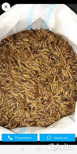 Личинка черной львинки