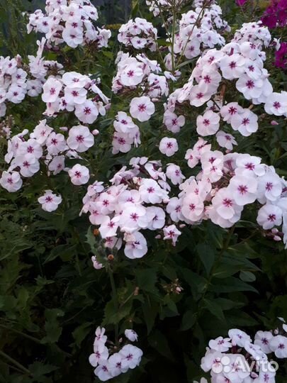 Флоксы многолетние, гипсафила, ромашка садовая