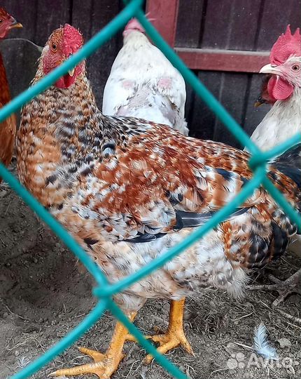 Молодые петушки