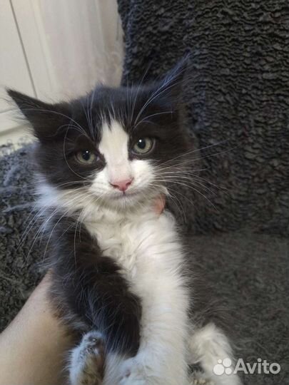 Котенок Тошка