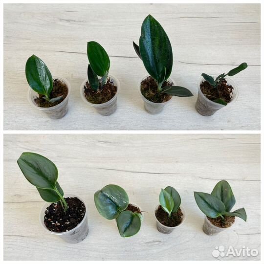 Филы, сциндапсусы для фитостен (много)