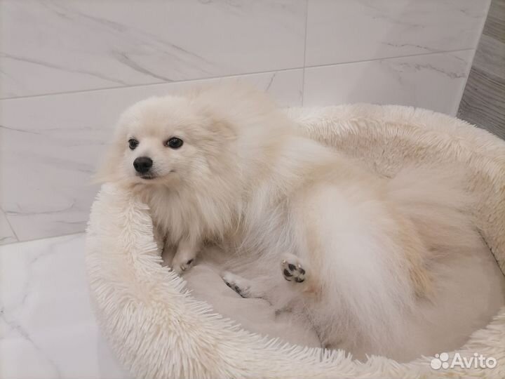 Немецкий шпиц