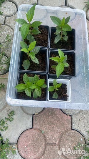 Гортензия метельчатая серии пан