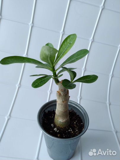 Привитые адениумы