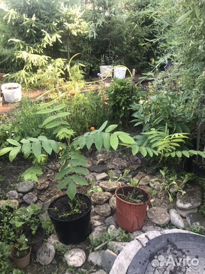 Маньчжурский орех