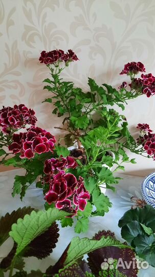 Королевская пеларгония