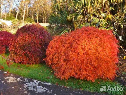 Клен веерный