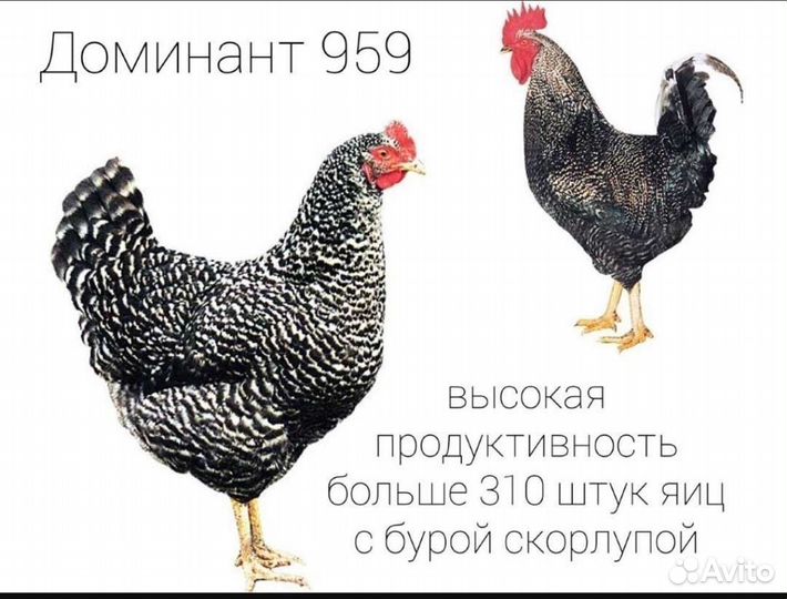 Бройлерные утята вывод 25.08, цыплята