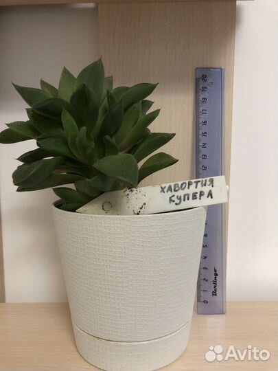 Хавортия купера