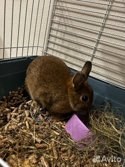 Кролик декоративный