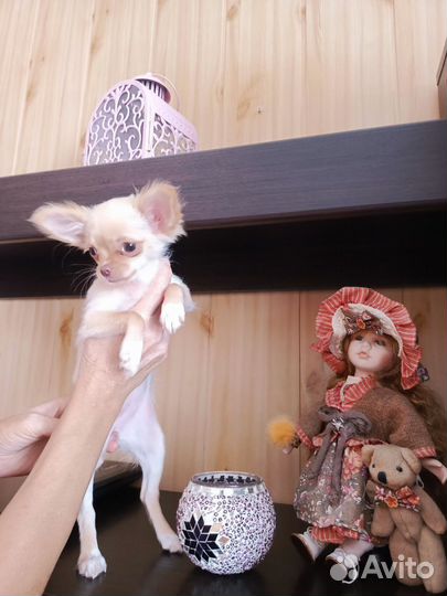 Продаю Чихуа девочку
