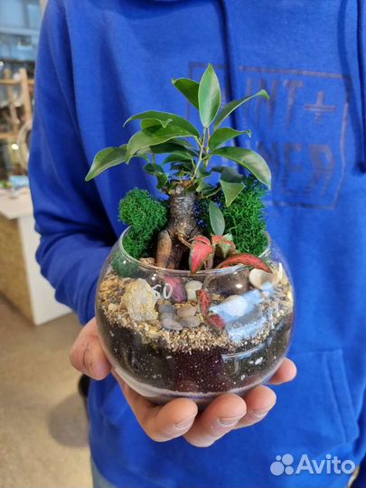 Мини бонсай во флорариуме