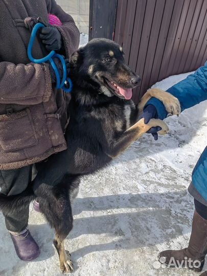 Собака в добрые руки