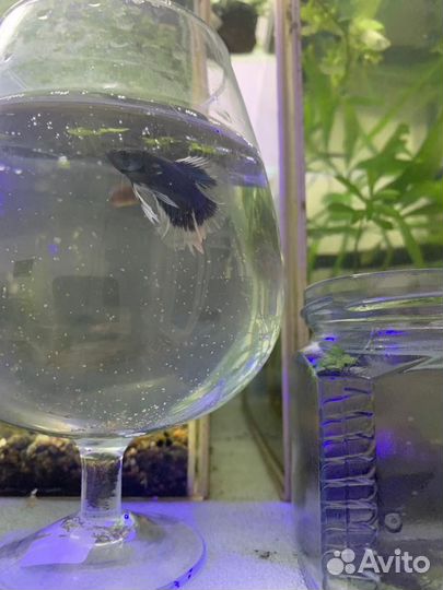 Аквариумные рыбки петушок