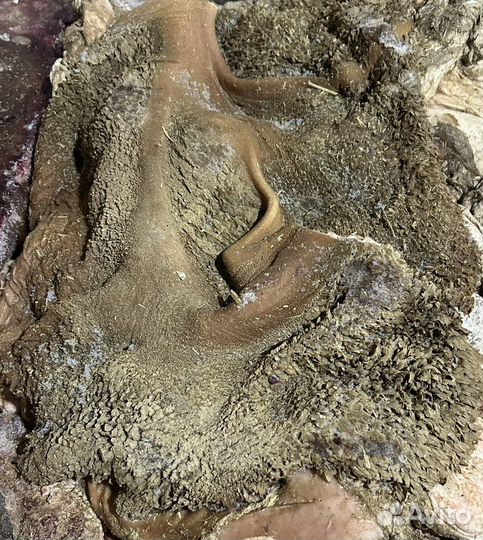 Мясо и субпродукты для собак оптом